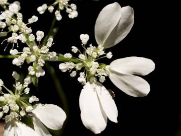 Fotografia da espécie Orlaya grandiflora