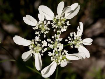 Fotografia da espécie Orlaya grandiflora