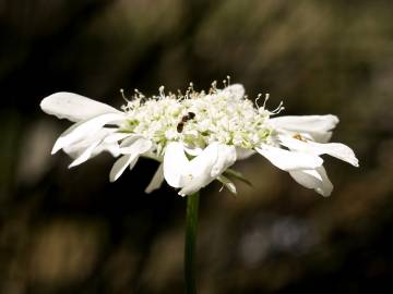 Fotografia da espécie Orlaya grandiflora