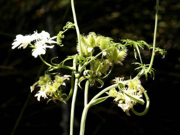 Fotografia da espécie Orlaya grandiflora