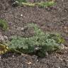 Fotografia 1 da espécie Pseudorlaya pumila do Jardim Botânico UTAD