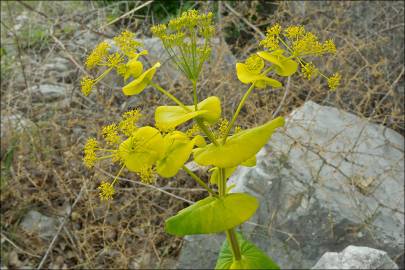 Fotografia da espécie Smyrnium perfoliatum