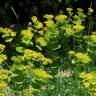 Fotografia 9 da espécie Smyrnium perfoliatum do Jardim Botânico UTAD