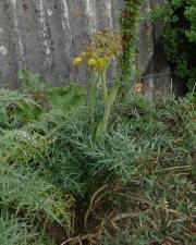 Fotografia da espécie Thapsia garganica