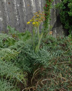 Fotografia 1 da espécie Thapsia garganica no Jardim Botânico UTAD