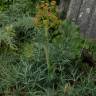 Fotografia 6 da espécie Thapsia garganica do Jardim Botânico UTAD