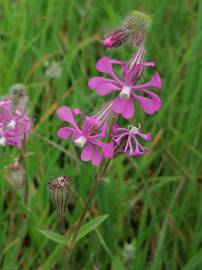 Fotografia da espécie Silene colorata