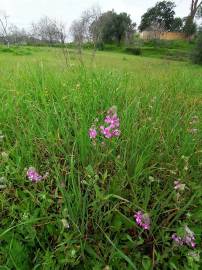 Fotografia da espécie Silene colorata