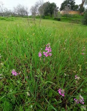 Fotografia 13 da espécie Silene colorata no Jardim Botânico UTAD