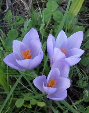 Fotografia 5 da espécie Colchicum lusitanum no Jardim Botânico UTAD