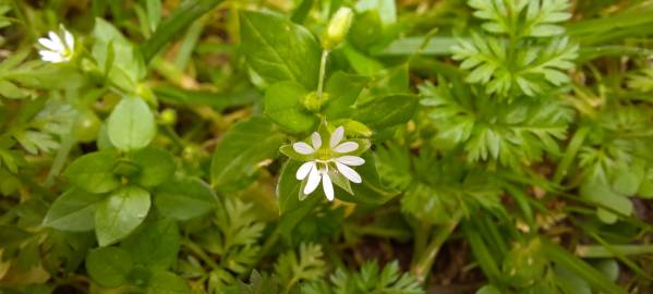 Fotografia da espécie Stellaria media