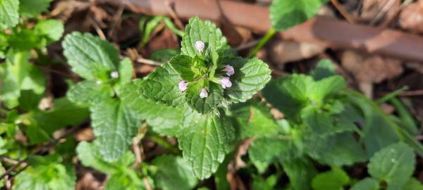 Fotografia da espécie Stachys arvensis