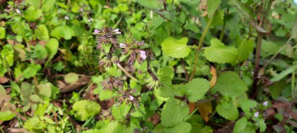 Fotografia da espécie Stachys arvensis