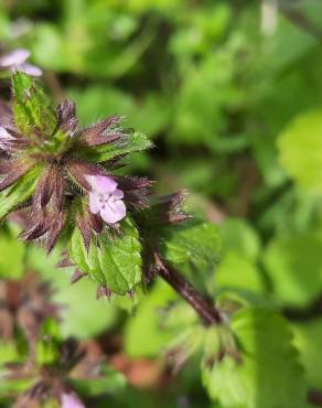 Fotografia 18 da espécie Stachys arvensis no Jardim Botânico UTAD