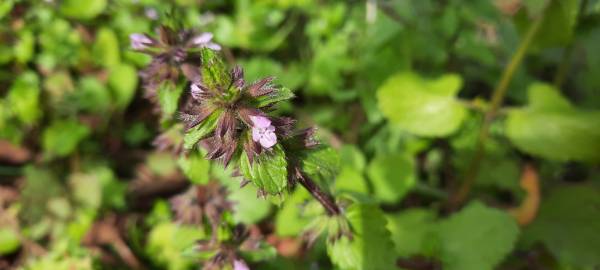 Fotografia da espécie Stachys arvensis