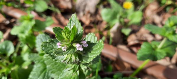 Fotografia da espécie Stachys arvensis