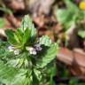 Fotografia 19 da espécie Stachys arvensis do Jardim Botânico UTAD