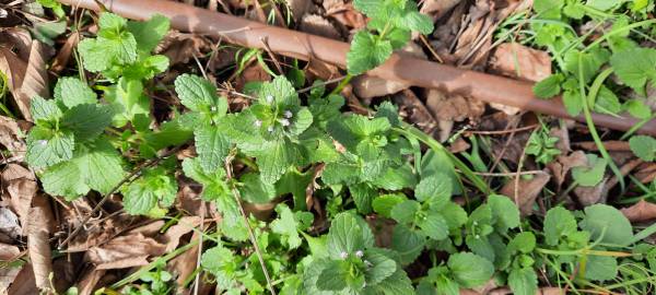 Fotografia da espécie Stachys arvensis