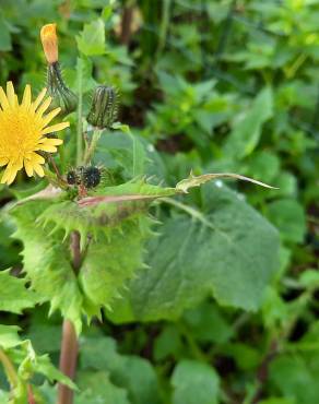 Fotografia 8 da espécie Sonchus asper subesp. asper no Jardim Botânico UTAD