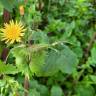 Fotografia 8 da espécie Sonchus asper subesp. asper do Jardim Botânico UTAD