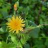 Fotografia 9 da espécie Sonchus asper subesp. asper do Jardim Botânico UTAD