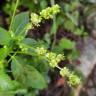 Fotografia 11 da espécie Mercurialis annua do Jardim Botânico UTAD