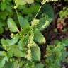 Fotografia 12 da espécie Mercurialis annua do Jardim Botânico UTAD