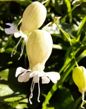 Fotografia 15 da espécie Silene vulgaris subesp. vulgaris no Jardim Botânico UTAD