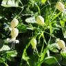 Fotografia 16 da espécie Silene vulgaris subesp. vulgaris do Jardim Botânico UTAD