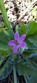 Fotografia da espécie Erodium malacoides