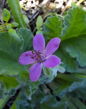 Fotografia 13 da espécie Erodium malacoides no Jardim Botânico UTAD