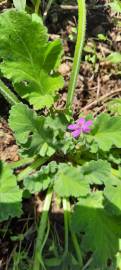 Fotografia da espécie Erodium malacoides