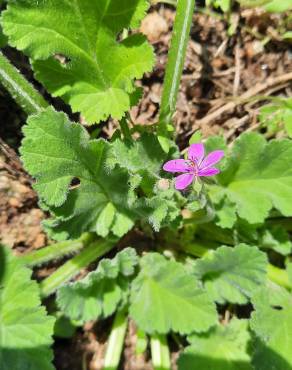 Fotografia 14 da espécie Erodium malacoides no Jardim Botânico UTAD