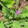 Fotografia 14 da espécie Erodium malacoides do Jardim Botânico UTAD