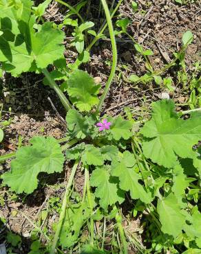 Fotografia 15 da espécie Erodium malacoides no Jardim Botânico UTAD