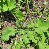 Fotografia 15 da espécie Erodium malacoides do Jardim Botânico UTAD