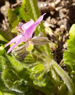 Fotografia 16 da espécie Erodium malacoides no Jardim Botânico UTAD