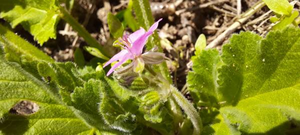 Fotografia da espécie Erodium malacoides