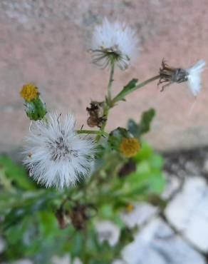 Fotografia 15 da espécie Senecio vulgaris no Jardim Botânico UTAD