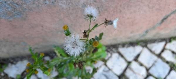 Fotografia da espécie Senecio vulgaris