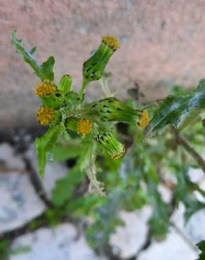 Fotografia 16 da espécie Senecio vulgaris no Jardim Botânico UTAD