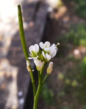 Fotografia 17 da espécie Cardamine hirsuta no Jardim Botânico UTAD