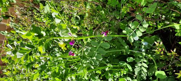 Fotografia da espécie Vicia sativa subesp. sativa