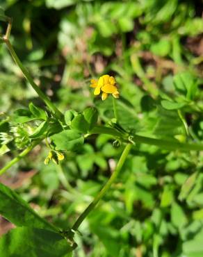 Fotografia 17 da espécie Medicago polymorpha no Jardim Botânico UTAD