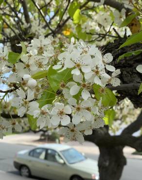 Fotografia 14 da espécie Prunus avium no Jardim Botânico UTAD