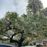 Fotografia 15 da espécie Prunus avium do Jardim Botânico UTAD