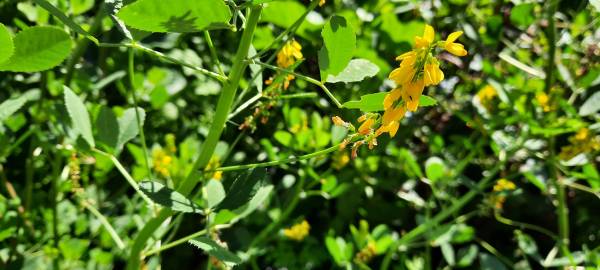 Fotografia da espécie Melilotus indicus