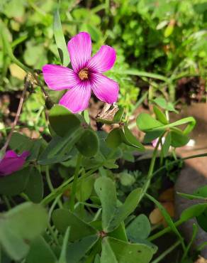 Fotografia 9 da espécie Oxalis articulata no Jardim Botânico UTAD