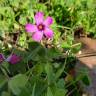 Fotografia 9 da espécie Oxalis articulata do Jardim Botânico UTAD