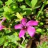 Fotografia 10 da espécie Oxalis articulata do Jardim Botânico UTAD